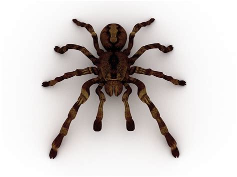 Spider Tarantula 3d Model Cgtrader