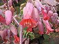 Kalanchoe fedtschenkoi - Wikimedia Commons