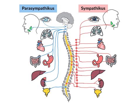 Vegetatives Und Somatisches Nervensystem Diagram Quizlet