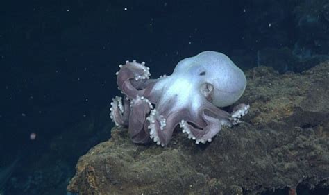 Dumbo Octopus Facts | Anatomy, Diet, Habitat, Behavior - Animals Time