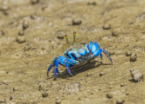 Colorful Fiddler Crabs in the Low Tide Mud Bako Park Borneo Stock Image ...