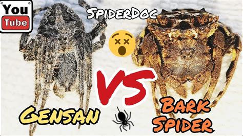 SUPERFIGHT GENSAN Vs BARK Spider Ang Malupit Na Derby Spider Spider