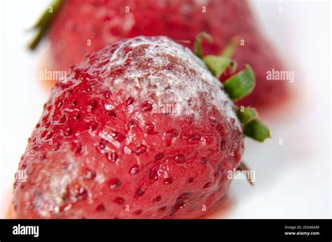 Strawberry Plant Mould Fungus Hi Res Stock Photography And Images Alamy