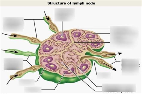 Lymphatic System Lab Diagram Quizlet