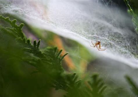 Super teia de aranha abre caminho para nanodispositivos médicos