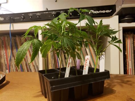 2x2 Grow Journal Hlg Qb 135w V2 Sundae Driver Rocky Dennis Grow Room I Love Growing