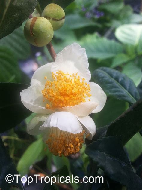 Camellia sinensis, Tea plant