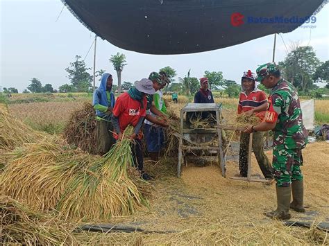 Babinsa Sukses Dampingi Petani Tingkatkan Produktivitas Pertanian