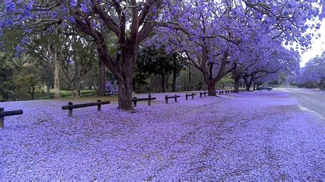 Jacaranda Mimosifolia Mm The Garden Feast