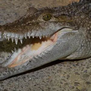 Philippine Crocodile - Facts, Diet, Habitat & Pictures on Animalia.bio