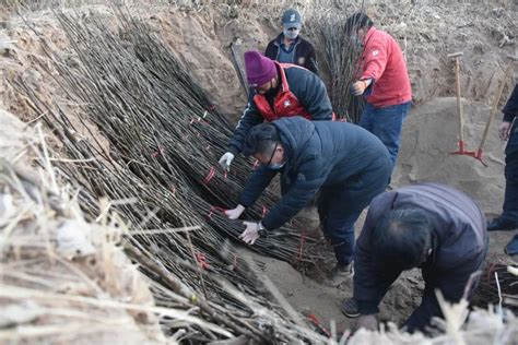 敦煌市郭家堡镇大力推进特色林果产业发展澎湃号·政务澎湃新闻 The Paper