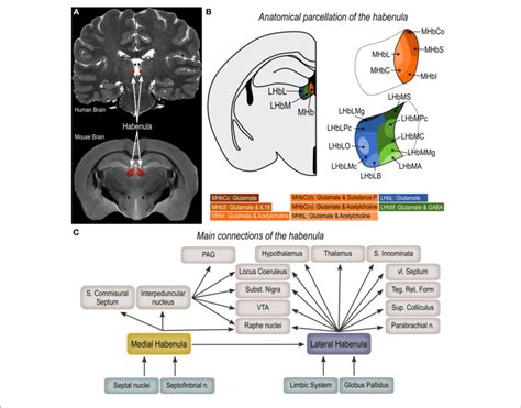 Anatomical Organization Of The Habenula A Magnetic Resonance Download Scientific Diagram