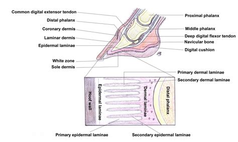 Laminitis