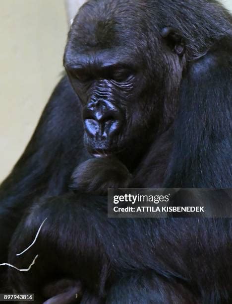 19 Gorillas Kissing Stock Photos, High-Res Pictures, and Images - Getty Images