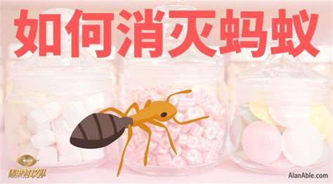 如何消灭家中的小蚂蚁？ 害虫公司专用灭蚂蚁产品介绍 Pest Story 害虫特攻队