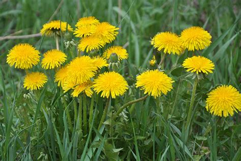 How to Make Dandelion Fertilizer from Unwanted Weeds