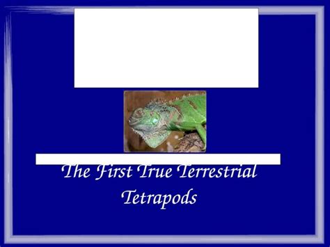 (PPT) Reptiles The First True Terrestrial Tetrapods. # of Species of ...