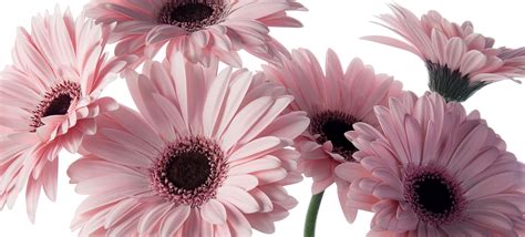 Luxury Gerbera Daisy Delivery | Send Luxury Gerbera Daisy Flower ...