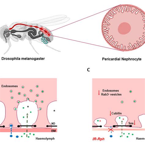 schematic representation  nephrocyte alterations  rph rnai
