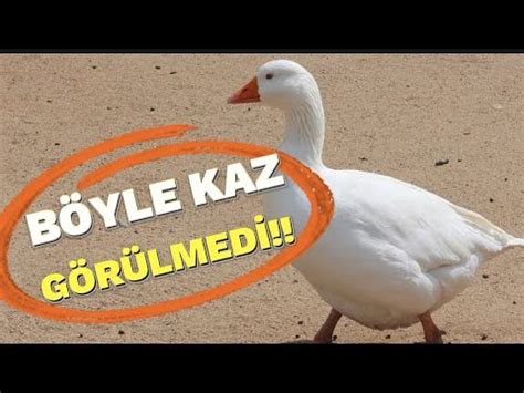 Böyle Kaz Görülmedi Ezan Sesini Duyunca Koşarak Camiye Gidiyor YouTube