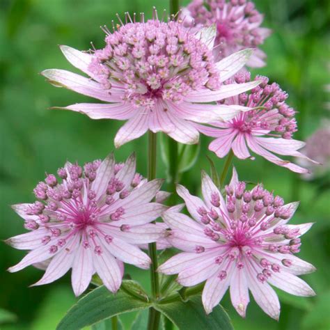 Shop Astrantia Major Pink Pride J Parkers