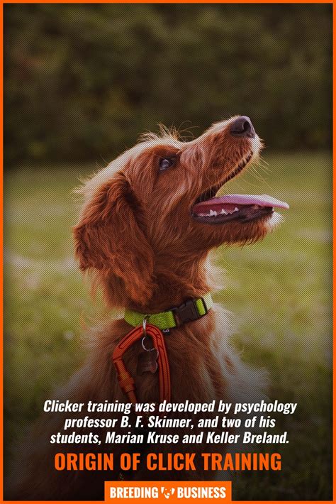6 Best Dog Clicker Training Apps (iOS & Android) [2025 Review]