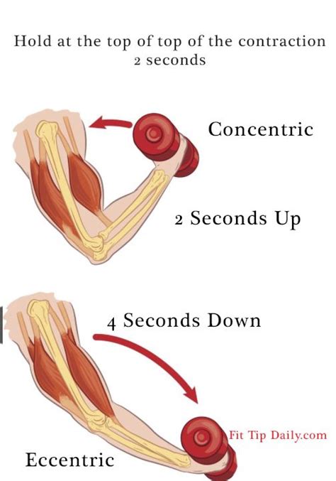 Types of isotonic contraction: 1. Concentric (tension in muscle is ...