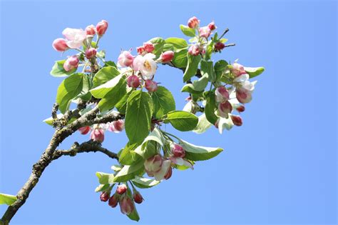 Apple Blossom Tree - Free photo on Pixabay