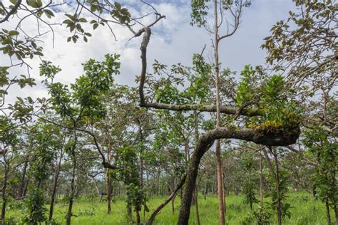 Dipterocarp forest stock photo. Image of path, green - 32930132