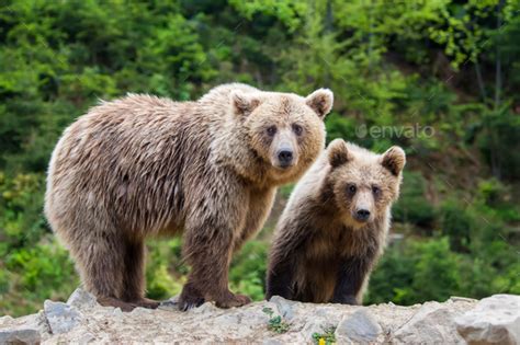 Brown Mother Bear Protecting Her Cub In A Forest Stock Photo By Byrdyak