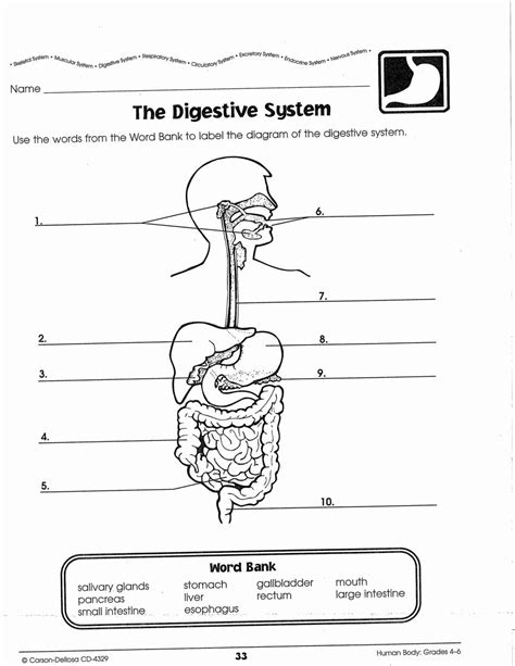 Digestive System Grade 8 Worksheet