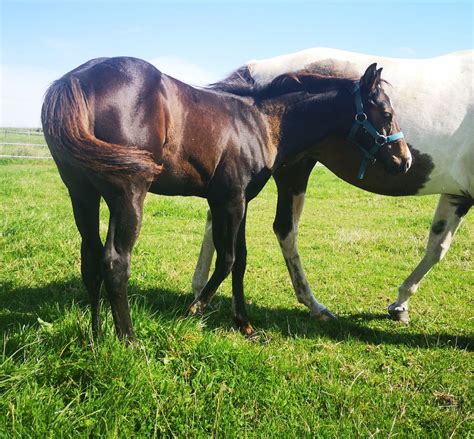 Poulain Paint Horse pp lignée performances Cheval à vendre 6600