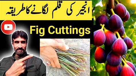 How To Grow Fig Plant At Home Anjeer Ki Kalam Kaise Lagaen Youtube