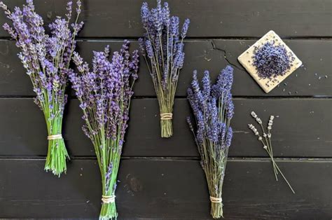 Types of lavender plants - Explore 4 stunning types of lavender plants