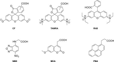 Molecular Structures Of The Assessed Fluorophores At Physiological Ph Download Scientific