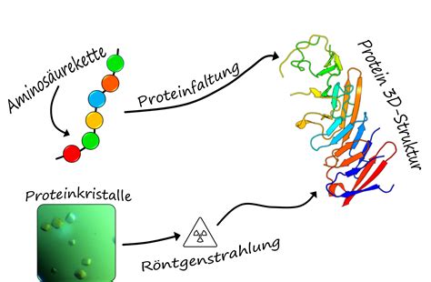Eintauchen In Die Welt Der Proteine Kinderunionline