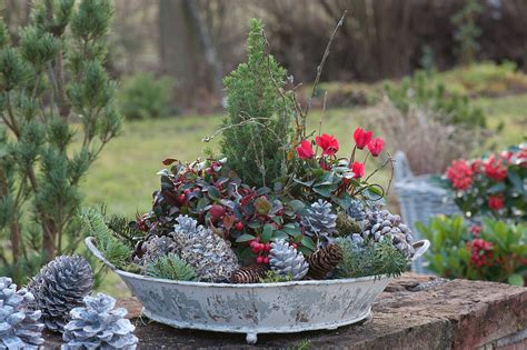 Schale Mit Herbst Bepflanzung Bild Kaufen