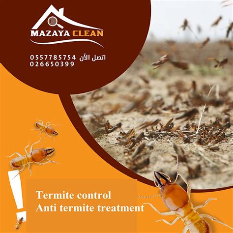 Anti Termite Treatment Mazaya Pest Control Termite Control Abu Dhabi