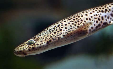 Catsharks - Ocean Animals