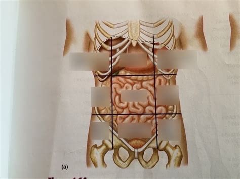 Abdominal Regions Diagram Quizlet