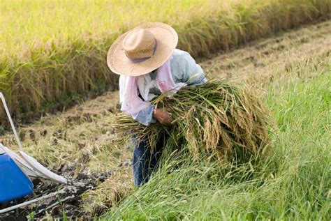 Jeffrey Friedls Blog The Rice Harvest