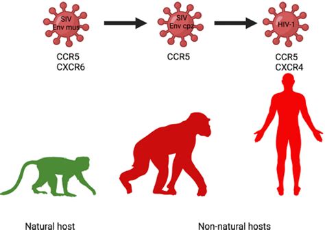 Frontiers Ccr As A Coreceptor For Human Immunodeficiency Virus And