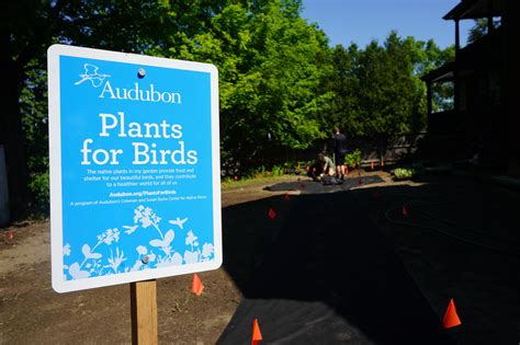 The Importance Of Bird Friendly Plantings Audubon Vermont