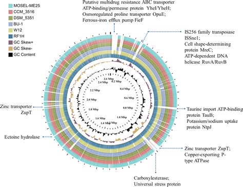 Complete Circular Genome Visualization Of All Six Strains Of S Roseus