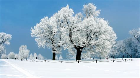 Fondos De Pantalla Nieve Invierno Rama Escarcha Congelaci N