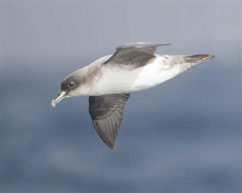 Grey petrel - Facts, Diet, Habitat & Pictures on Animalia.bio