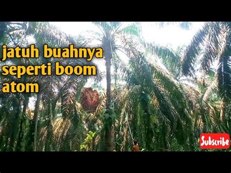 Wow Panen Sawit Pokok Tinggi Dikebun Buk Asma Buahnya Jatuh Seperti