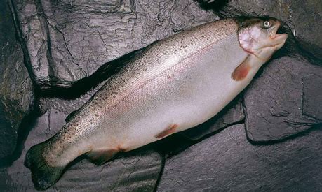 Trucha Arcoiris Subpesca Subsecretar A De Pesca Y Acuicultura