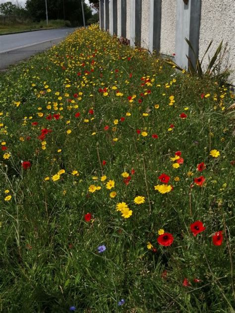 Bettystown Tidy Towns The Meath Coaster