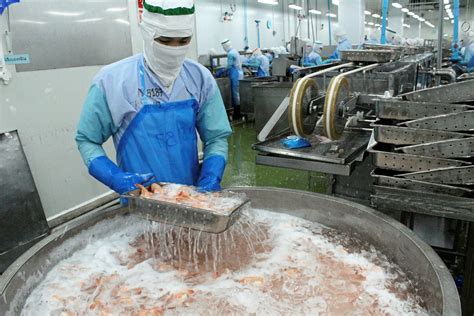 Inside Thai Union S Shrimp Processing Plant Intrafish